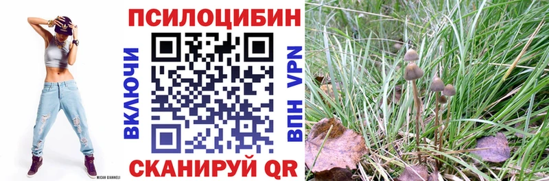 Купить где  Александровск-Сахалинский  Галлюциногенные грибы Psilocybine cubensis 