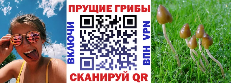 Галлюциногенные грибы Cubensis Александровск-Сахалинский
